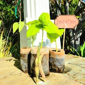 3 Live Heirloom Bush Bean Plant | Live Vegetable